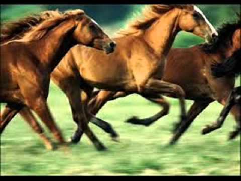 horse gallop sound effect