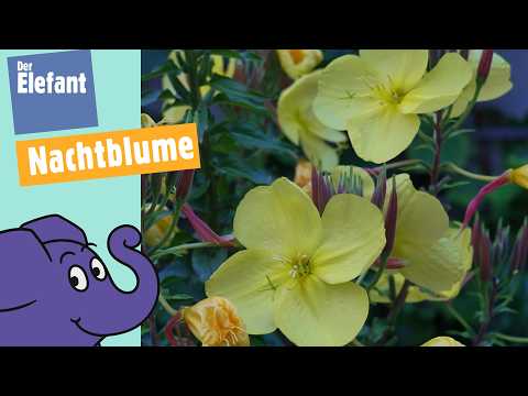 Warum blüht die Nachtkerze nachts? | Der Elefant | WDR