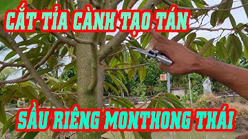 Hướng dẫn cắt bỏ cành tâm,tạo cành cái cho sầu riêng Monthong thái | SIÊU THỊ CÂY GIỐNG WELOFARM