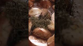 Beef Bourguignon