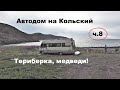 Кольский. Териберка. Нападение медведей.