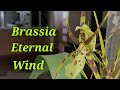 Brassia Eternal Wind очередное домашнее цветение.