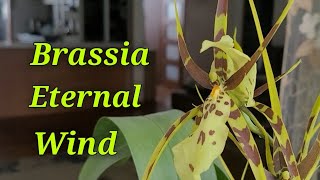 Brassia Eternal Wind очередное домашнее цветение.