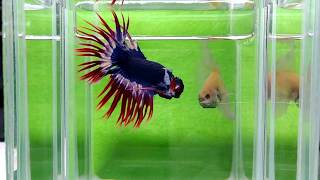 大台南展示級鬥魚 171120-3 黃hm ct