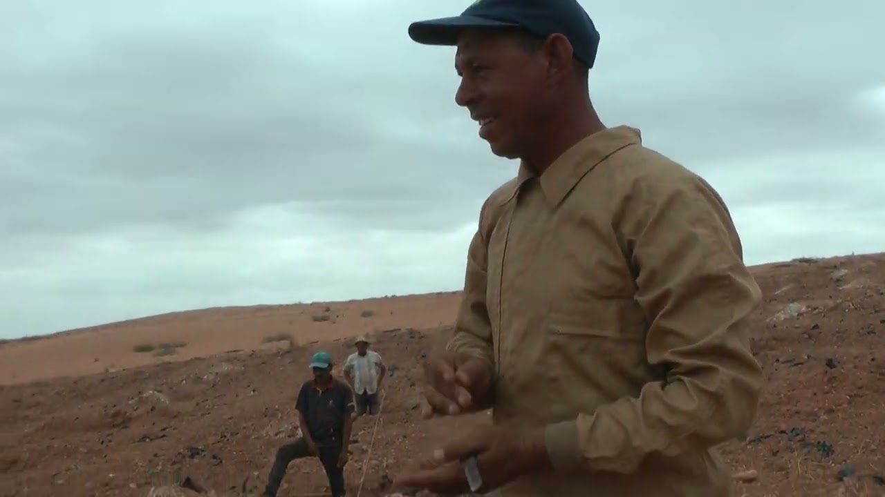 غرس أشجار الزيتون أربكوين بإحترافية على مسافة 6/6 من منطقة السراغنة