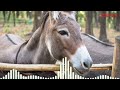 Donkey Sound Animal Sounds Animalsounds Donkey Ringtone Animal Sounds Ringtones Ringtone Red Foxx Donkey Sound Animal Sounds Animalsounds Donkey Ringtone Animal Sounds Ringtones Ringtone Red Foxx