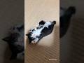 こねこと戯れる。Just a video of playing with kitten.