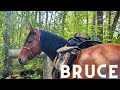 Two young horses go on an adventure | Bruce &amp; Kinder | Sept 8, 2023