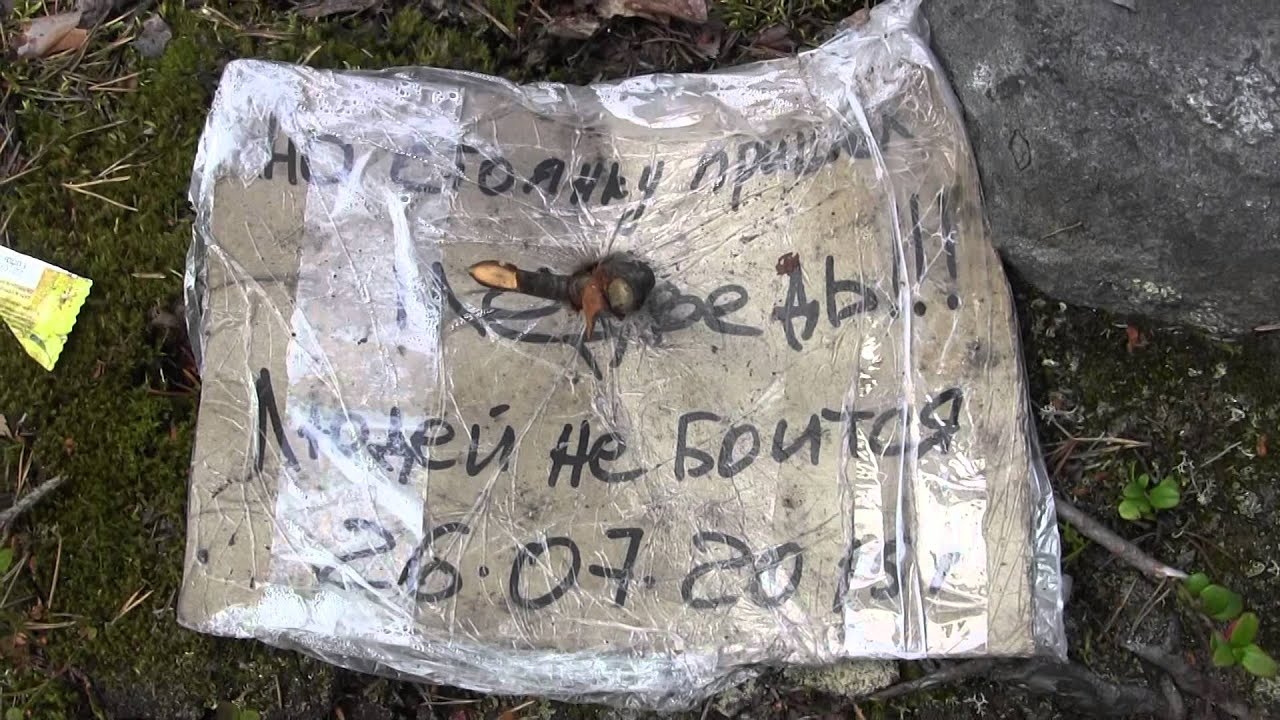 Кольский п-ов, р.Умба, порог "Падун", медведь - YouTube