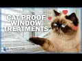 Best Window Treatments for Cat Owners | Blinds.com