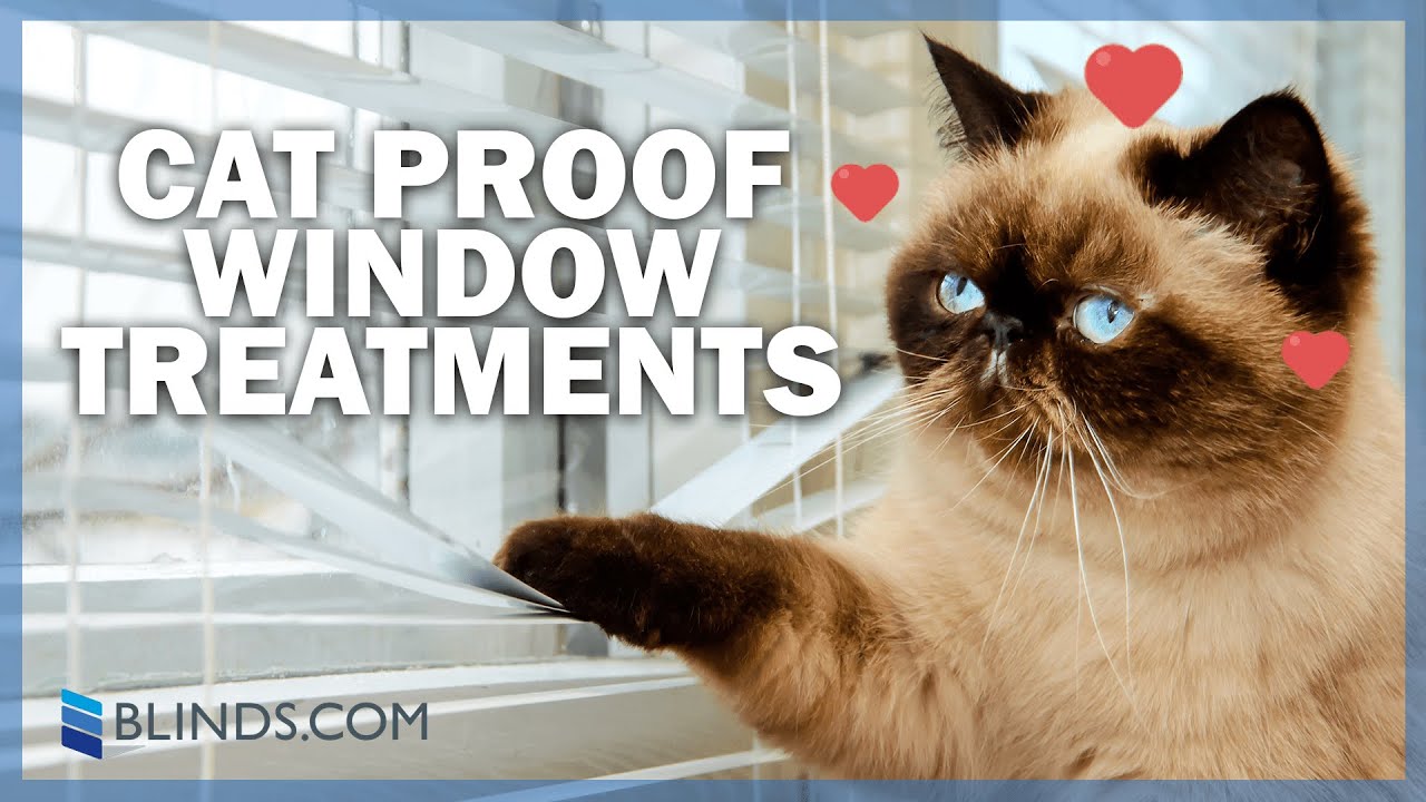 Best Window Treatments For Cat Owners | Blinds.Com