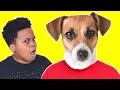 TRY NOT TO LAUGH Funny Dog Compilation - Onyx Family