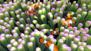 Sim Aquarium   Screensaver & Live Wallpaper screenshot 3