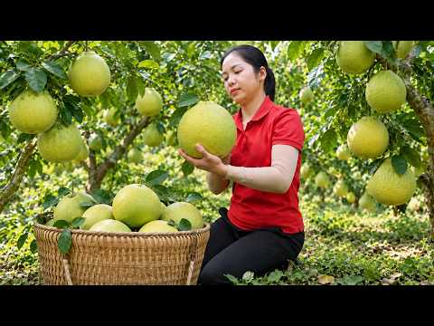 [TIMELAPSE] +258 Days Harvesting Pomelos, Pineapples, Java Apples,... For Selling