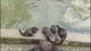 Otter pups have been named at Paradise Park in Cornwall by Paradise Park and JungleBarn Cornwall 39 views 4 months ago 23 seconds