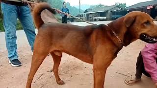 Xav Muag Aub Cau Npua Teb Nyiam Nug Tau