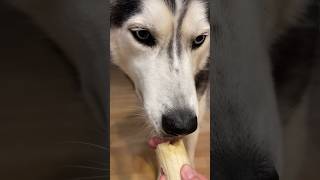 dog WONT EAT a banana