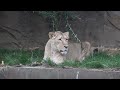 ZOO DE LONDRES SE PREPARA PARA CELEBRAR O DIA MUNDIAL DO LEÃO.