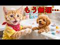 🐱大混乱！？トラ猫トラがやんちゃな子犬ルーのお世話で大パニックな一日😂🐶