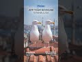 Martılar Bile Heyecanın Farkında 🎾 | Haier Bosphorus Challenger Cup