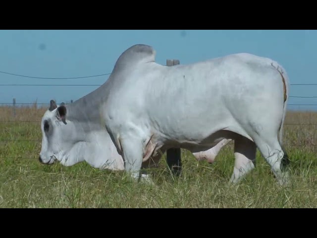 LOTE 16   2196