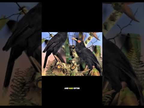 The Most Expensive Bird Feather In The World