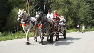 Masywne konie zaprzęgowe typu zimnokrwistego