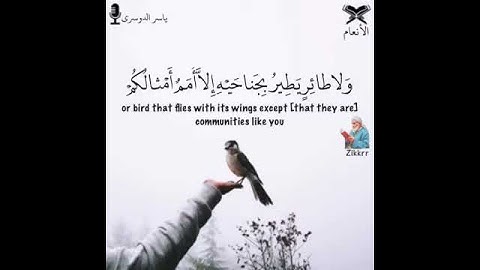 مقطع من سورة(الأنعام)،اية(38)بصوت،شيخ:(ياسردوسري)