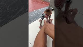 So cute monkey