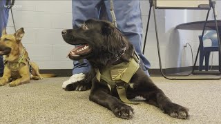 Sabres / WNYHeroes Dog Meets His Veteran! - WNY Heroes