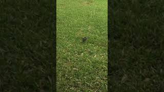 Ruby Throated Hummingbirds Mating