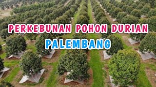 Perkebunan durian di palembang