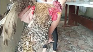 Galo Caipira Fogão A Lenha