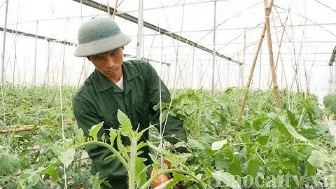 Ứng dụng công nghệ cao - giải pháp giúp gia tăng giá trị sản xuất nông nghiệp | THLC