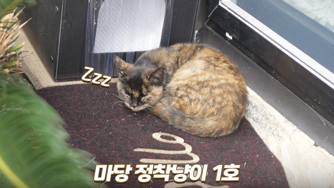 매일 놀아줬더니 마당에서 살게 된 새끼 고양이 | 쫀니와 쪼꼬미들 | 🏝️베베집사 제주살이