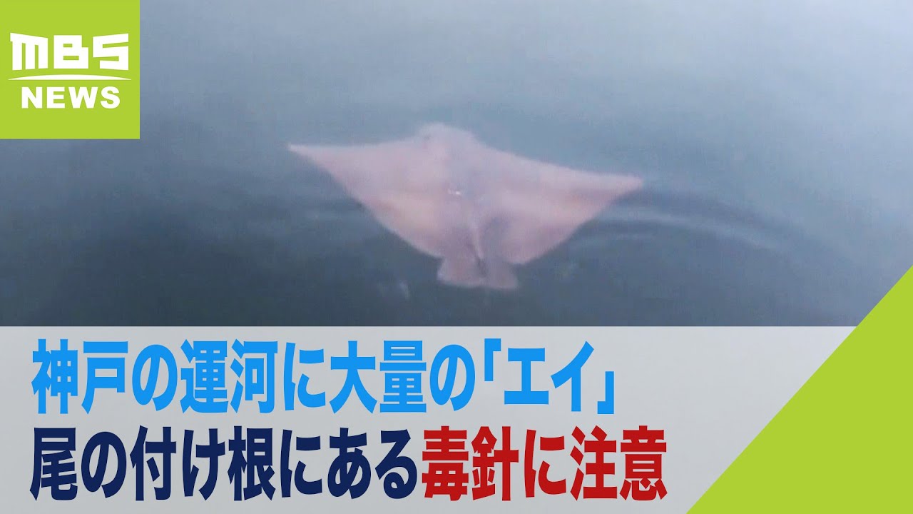 大量の エイ が運河で見つかる アサリなどを食べるナルトビエイか 毒針 に注意 22年9月13日 Youtube