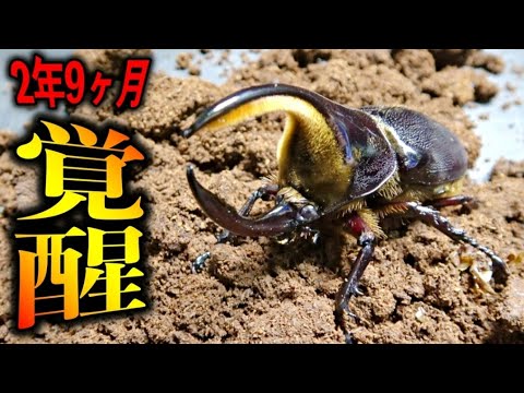 つかもんたさま　限定カブトムシ2本 hqdefault.jpg