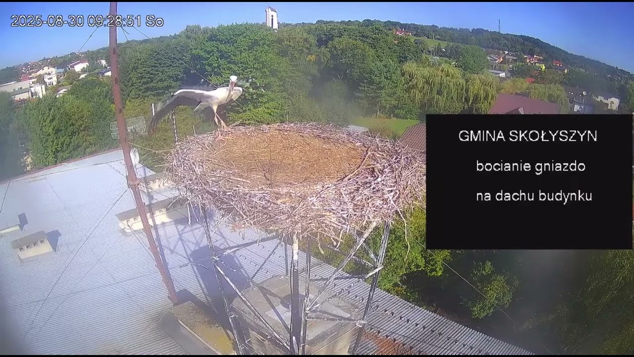 Lecieć, czy nie lecieć? Chyba zostałem sam / 30.08.25 / Bocian biały Skolyszyn PL 