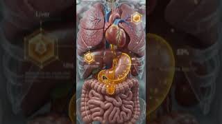 What Happens When You Eat Honey? 🍯 | 3D Human Body Animation Explained #animtion #animationtechniqu