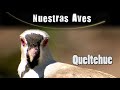 QUELTEHUE - Serie Nuestras Aves