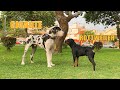 El Perro mas GRANDE Del Mundo - Gran Danés frente a Rottweiler