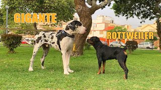 El Perro mas GRANDE Del Mundo  Gran Danés frente a Rottweiler