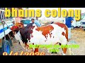  Karachi bhains  colony mandi ke letest update 9/4/2026 by world animal lovers😍