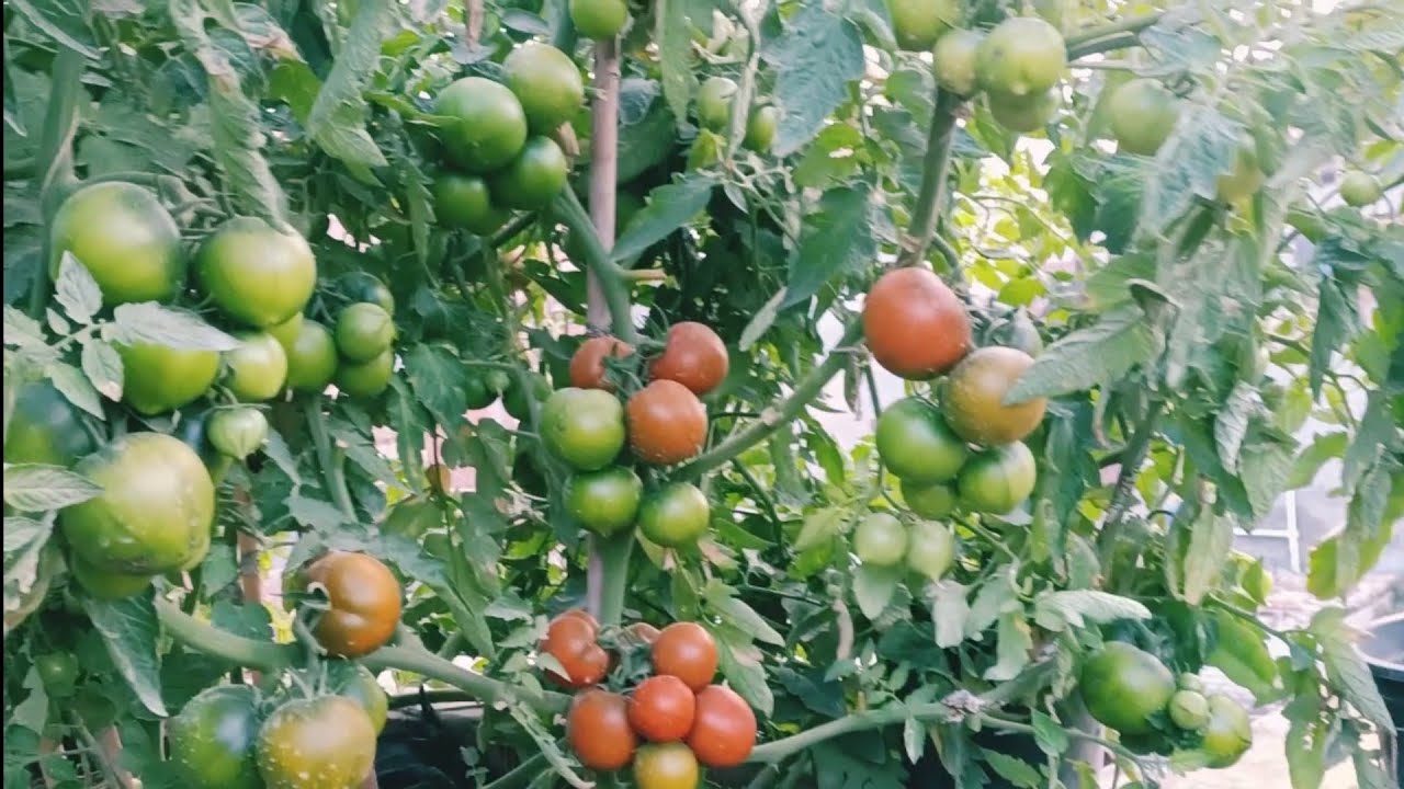 جولة زراعية لنتعرف على أقوى سماد عضوي جعل النباتات في وضع رهيب 