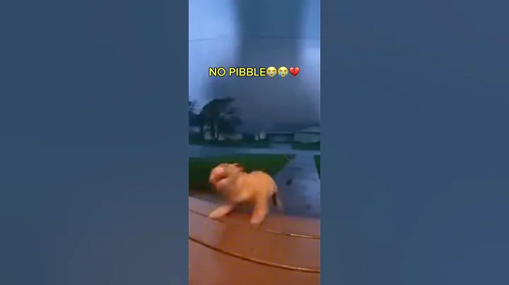 PIBBLE NO😭😭💔 #pibble #wash #my #belly !