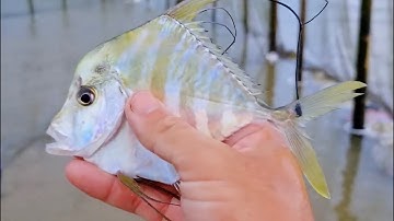 Vũng Tàu - Bao đăng xa đầy ấp cá (cá đuối, cá chét, cá măng, cá bè lão…) cực vui, cực thích.