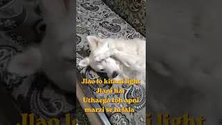 ninde se bada kuch nhi babu bhaiya #funtoos-p9e #pets #dogshorts #cuddly