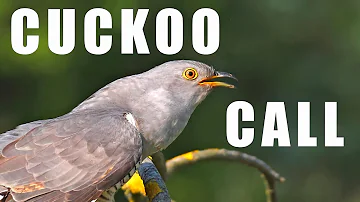 Bird sounds Common cuckoo singing in the spring