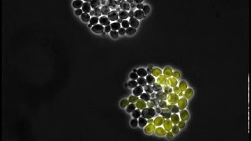Timelapse movie of fluorescent yeast