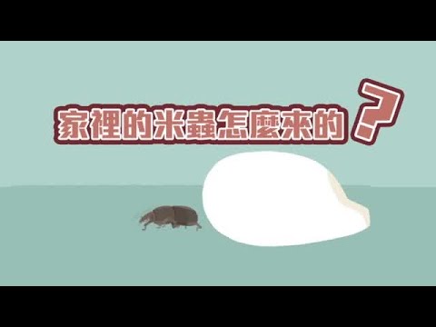 【圖解新聞】家中米蟲竟是這樣來 必學兩招搞定 | 台灣蘋果日報